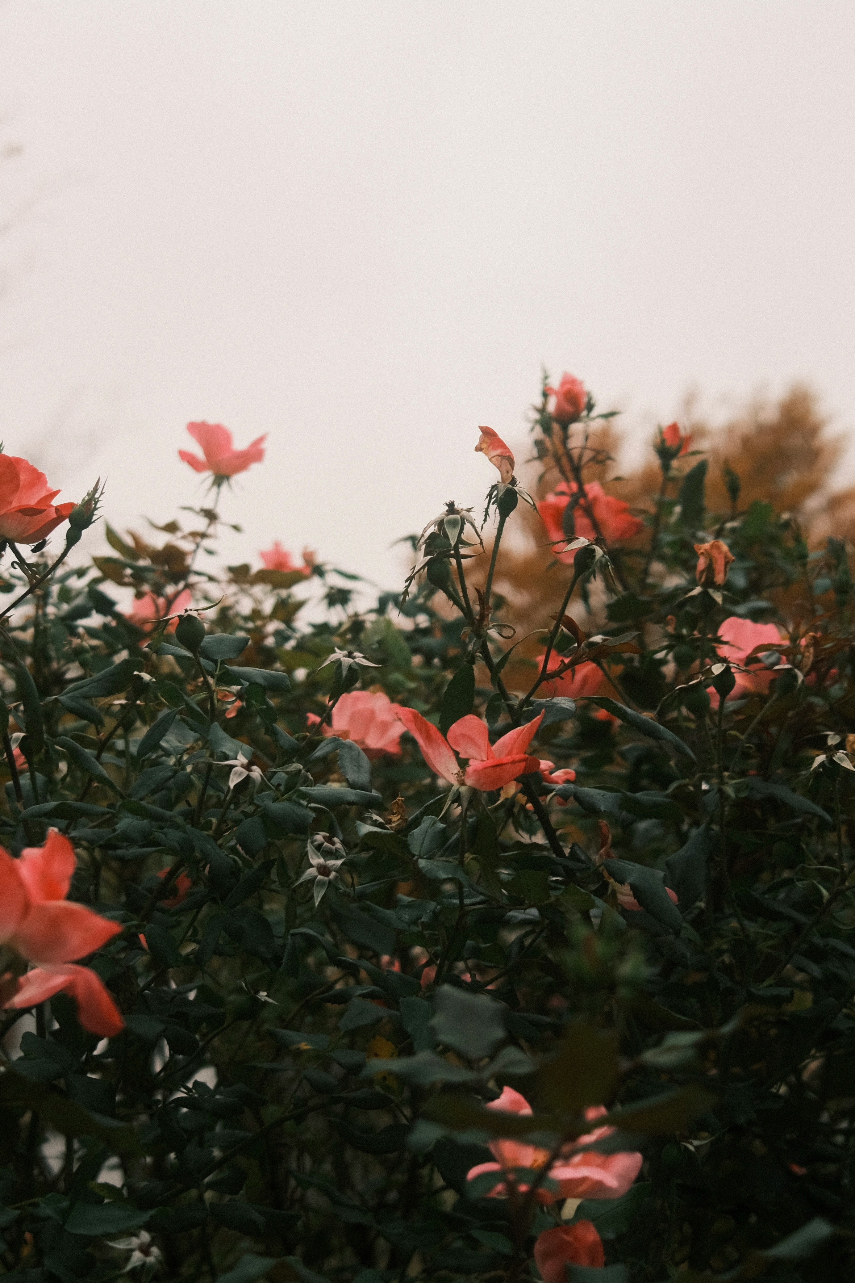 banner-img